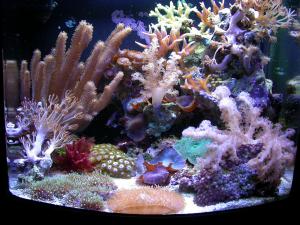 gallery_11498_1343_74942.jpg