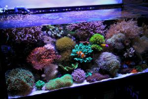gallery_11498_1344_169820.jpg