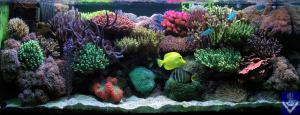 gallery_11498_1344_26850.jpg