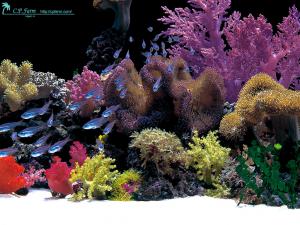 gallery_11498_1344_293920.jpg
