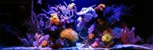 gallery_11498_1344_298918.jpg