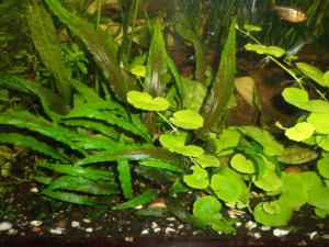 gallery_17492_1354_50167.jpg