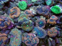 gallery_11498_1355_18223.jpg