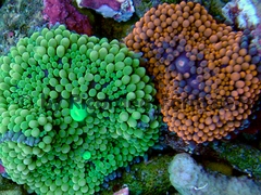 gallery_11498_1355_33611.jpg