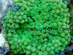 gallery_11498_1355_44233.jpg