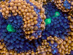 gallery_11498_1355_48071.jpg