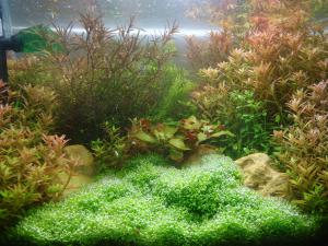 gallery_21525_1350_1626018.jpg