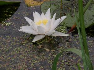 gallery_9275_1361_59189.jpg