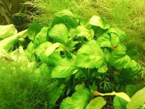 gallery_10157_469_1718323.jpg