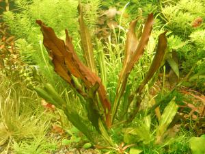 gallery_10157_469_2150326.jpg