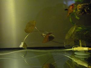 gallery_21174_1373_1001768.jpg