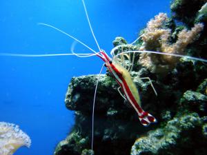 gallery_514_1382_2458816.jpg