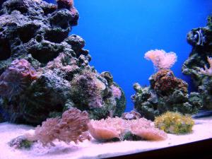gallery_514_1382_310397.jpg