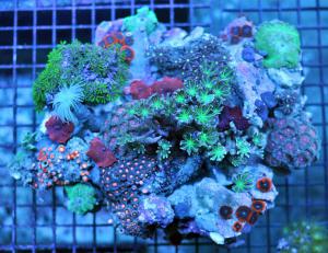 gallery_11498_1355_14947.jpg
