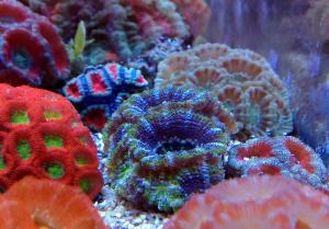gallery_11498_1355_317823.jpg
