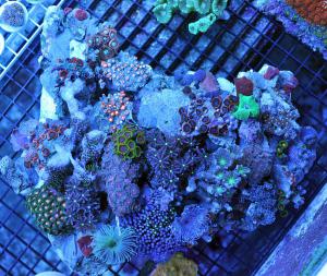 gallery_11498_1355_90531.jpg