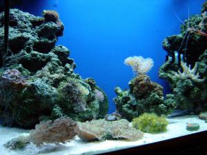 gallery_514_1382_1782113.jpg