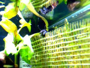 gallery_7576_1065_42609.jpg