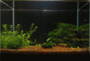 gallery_9275_1362_239102.gif