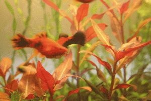 gallery_9275_1362_302050.gif