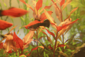 gallery_9275_1362_424268.gif