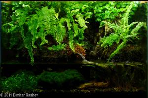 gallery_11498_1389_113187.jpg