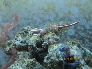 gallery_15405_1143_1027013.jpg