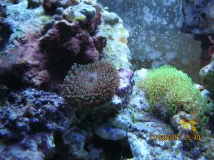 gallery_15405_1143_185421.jpg