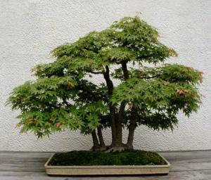 gallery_11498_1403_11149.jpg