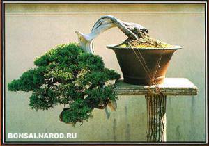 gallery_11498_1403_13486.jpg