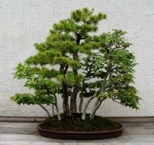 gallery_11498_1403_870.jpg