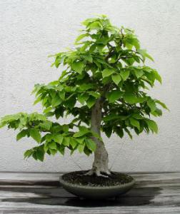 gallery_11498_1403_13261.jpg
