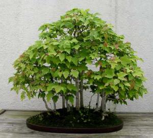 gallery_11498_1403_24753.jpg