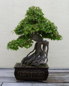 gallery_11498_1403_24940.jpg