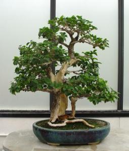 gallery_11498_1403_4490.jpg