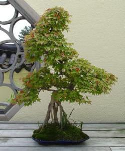 gallery_11498_1403_11313.jpg