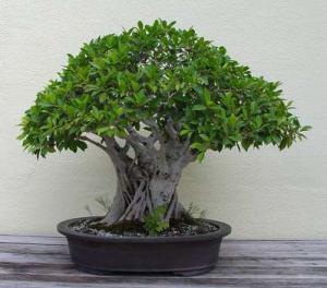 gallery_11498_1403_19160.jpg