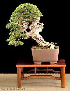 gallery_11498_1403_16888.jpg