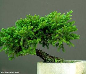 gallery_11498_1403_22076.jpg