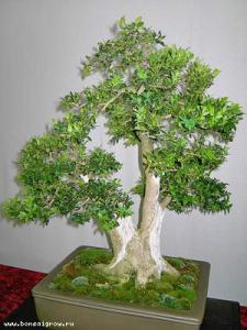 gallery_11498_1403_24471.jpg
