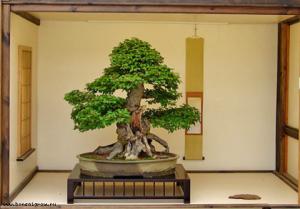 gallery_11498_1403_39648.jpg