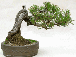 gallery_11498_1403_4409.gif