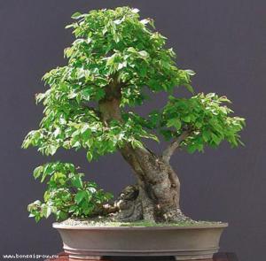 gallery_11498_1403_48277.jpg