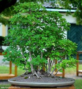 gallery_11498_1403_55084.jpg