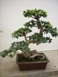gallery_11498_1403_4583.jpg