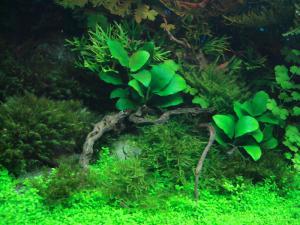 gallery_11574_579_159470.jpg