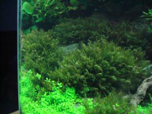 gallery_11574_579_31549.jpg