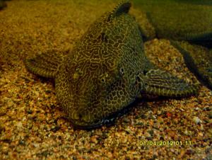 gallery_9962_1410_185742.jpg