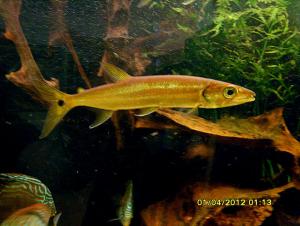 gallery_9962_1410_68644.jpg
