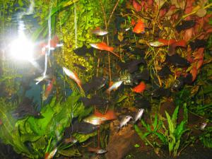 gallery_10800_1135_402215.jpg